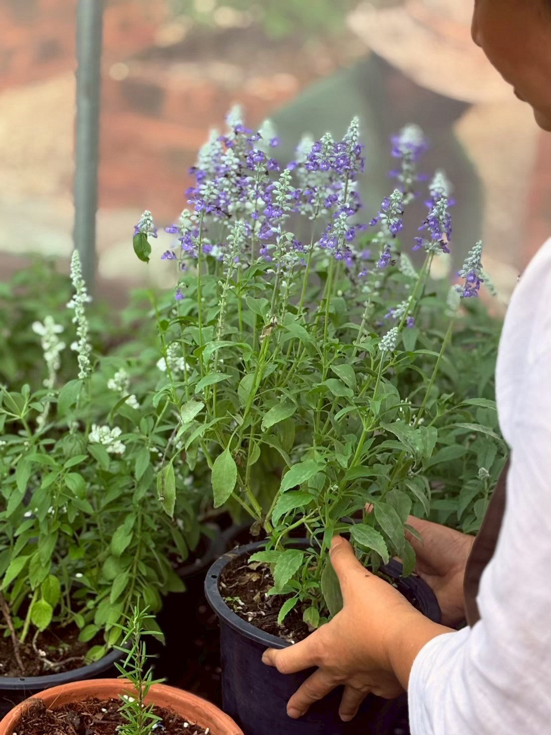 Visit Primrose Farm & Garden