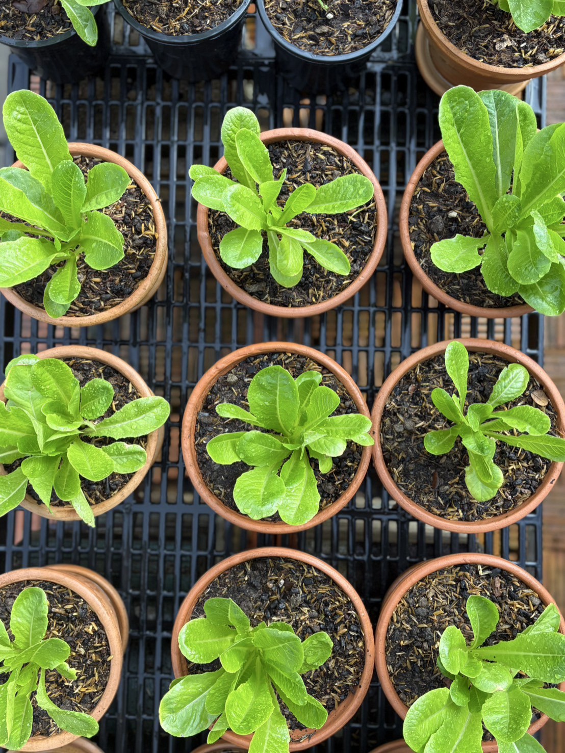 Visit Primrose Farm & Garden